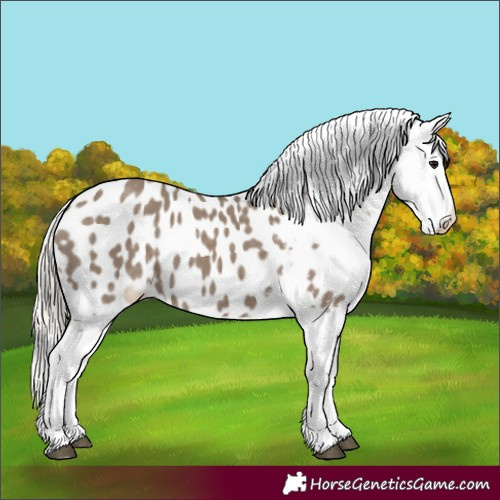 Horse Color:Silver Grullo Appaloosa 