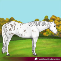 Horse Color:Silver Grullo Appaloosa 
