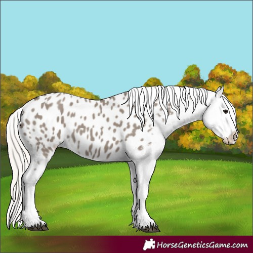 Horse Color:Silver Grullo Appaloosa 