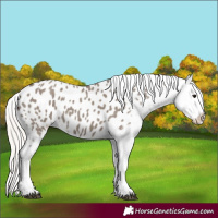 Horse Color:Silver Grullo Appaloosa 