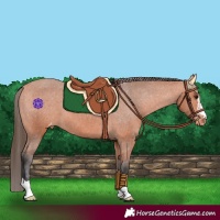 Horse Color:Bay Appaloosa 