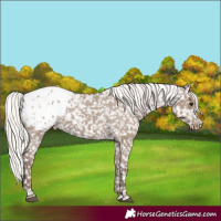 Horse Color:Silver Grullo Appaloosa 