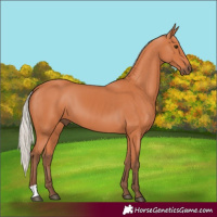 Horse Color:Silver Bay 