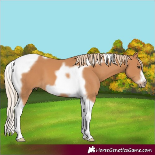 Horse Color:Chestnut Tobiano Frame