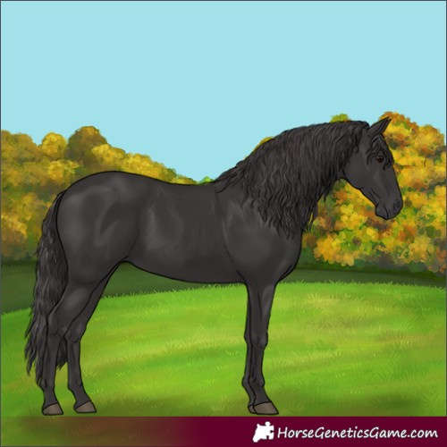 Horse Color:Smoky Black  and Smoky Black 
