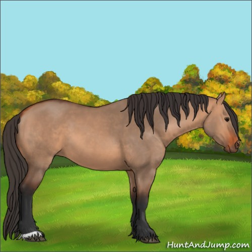 Horse Color:Bay Dun