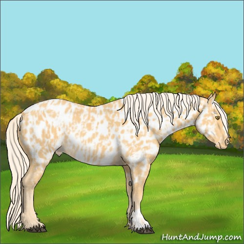 Horse Color:Palomino Appaloosa and Palomino Appaloosa