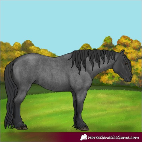 Horse Color:Blue Roan 