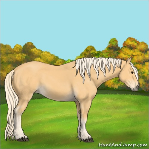 Horse Color:Palomino 