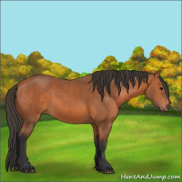 Horse Color:Bay 