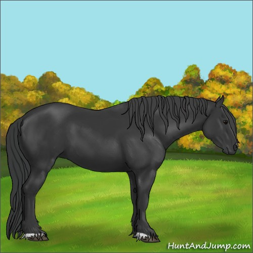 Horse Color:Black 