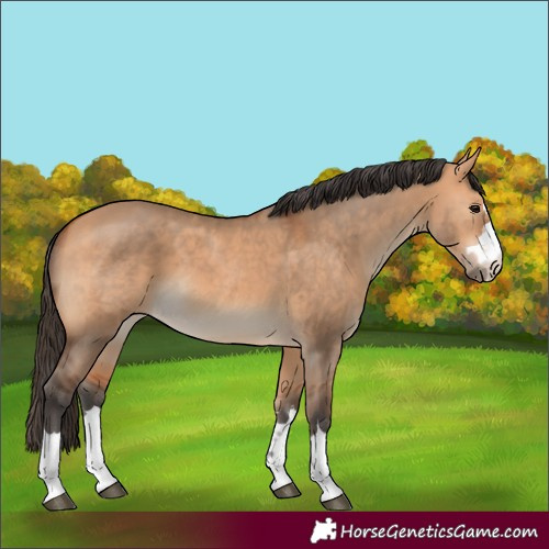 Horse Color:Unknown 