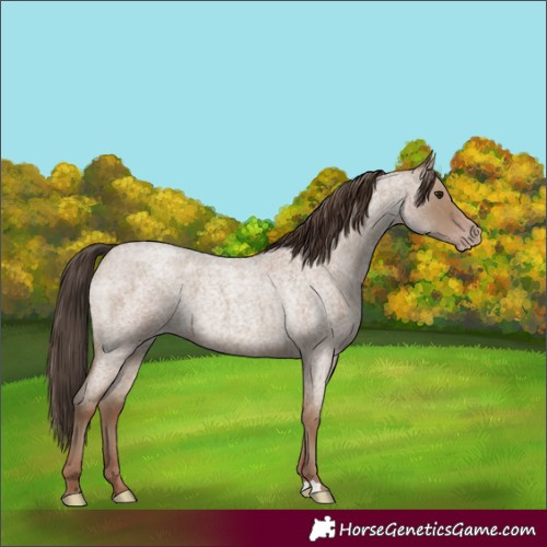 Horse Color:Classic Champagne Roan 
