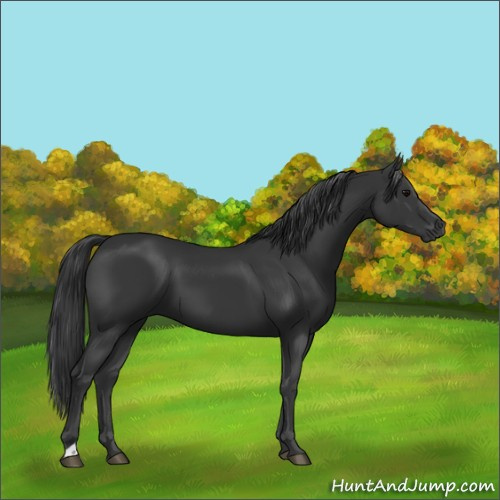 Horse Color:Black 