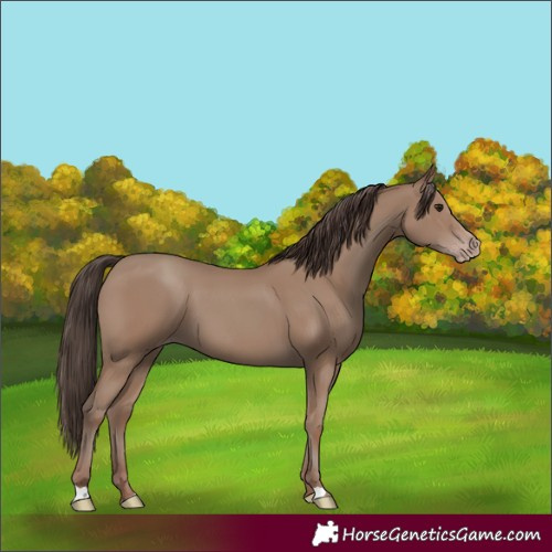 Horse Color:Classic Champagne 