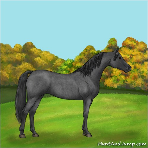 Horse Color:Blue Roan 