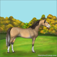 Horse Color:Buckskin Dun Splash