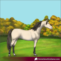 Horse Color:Buckskin Dun Splash 
