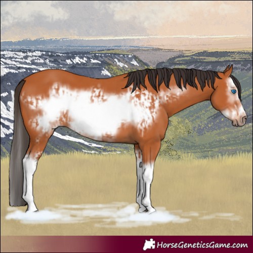 Horse Color:Bay Splash Frame  and Bay Splash Frame 