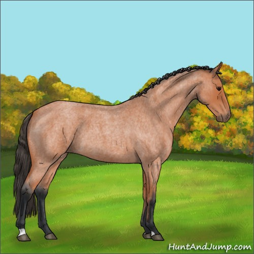 Horse Color:Bay Roan 