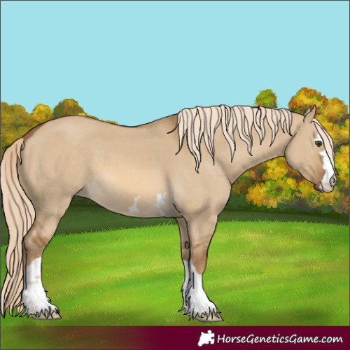 Horse Color:Chocolate Palomino Dun 