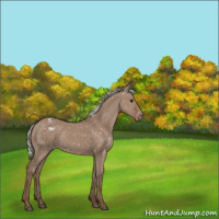 Horse Color:Silver Grullo Appaloosa 
