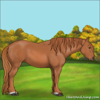 Horse Color:Chestnut 