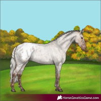 Horse Color:Silver Grullo Roan Appaloosa 