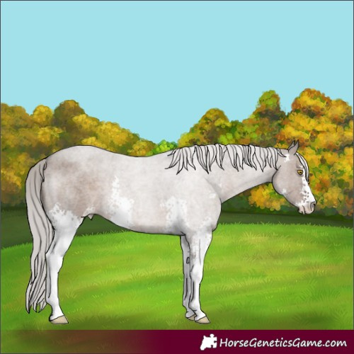 Horse Color:Silver Grullo Roan Sabino 
