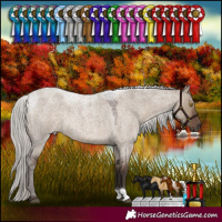 Horse Color:Silver Grullo Roan 