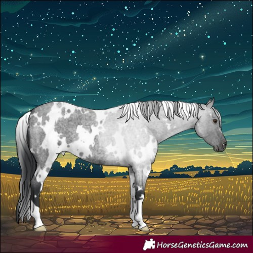 Horse Color:White Spotted Blue Roan 