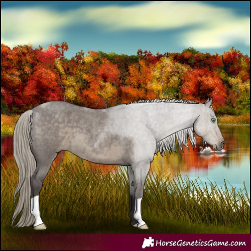 Horse Color:Silver Smoky Grullo Roan 