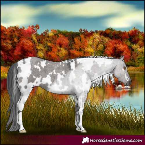 Horse Color:White Spotted Grullo Roan 