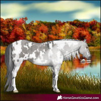 Horse Color:White Spotted Grullo Roan 