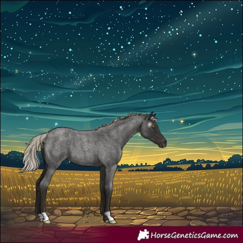 Horse Color:Gray Silver Blue Roan 