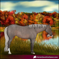 Horse Color:Silver Blue Roan 
