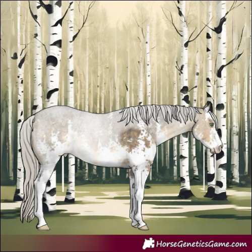 Horse Color:Silver Buckskin Roan Dun Sabino 