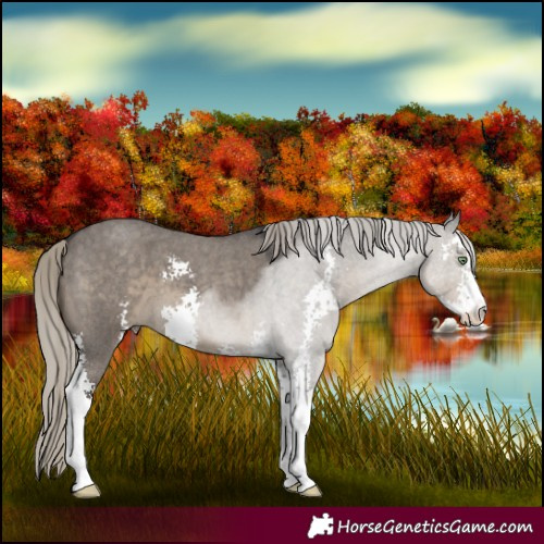 Horse Color:Silver Smoky Grullo Roan Sabino 