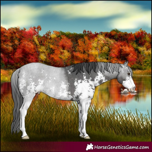 Horse Color:Blue Roan Sabino 