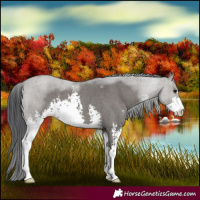 Horse Color:Grullo Roan Sabino 