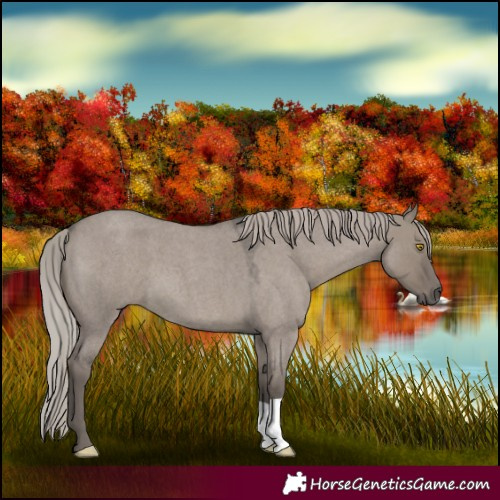 Horse Color:Silver Grullo Roan 