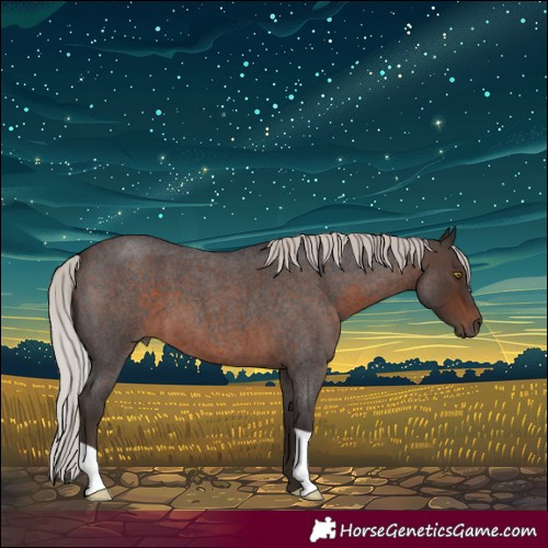 Horse Color:Silver Brown Roan 