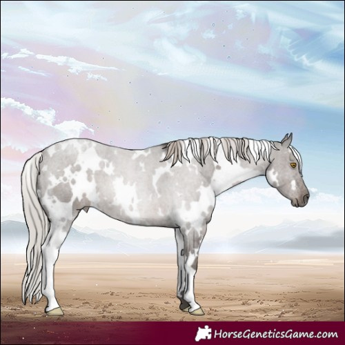 Horse Color:White Spotted Silver Blue Roan 