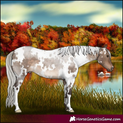 Horse Color:White Spotted Silver Brown Roan Dun 