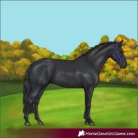 Horse Color:Black 