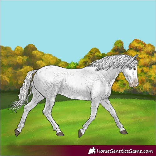 Horse Color:Silver Grullo Appaloosa 