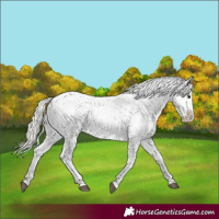 Horse Color:Silver Grullo Appaloosa 