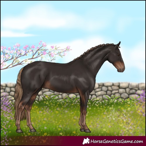 Horse Color:Liver Chestnut Rabicano 