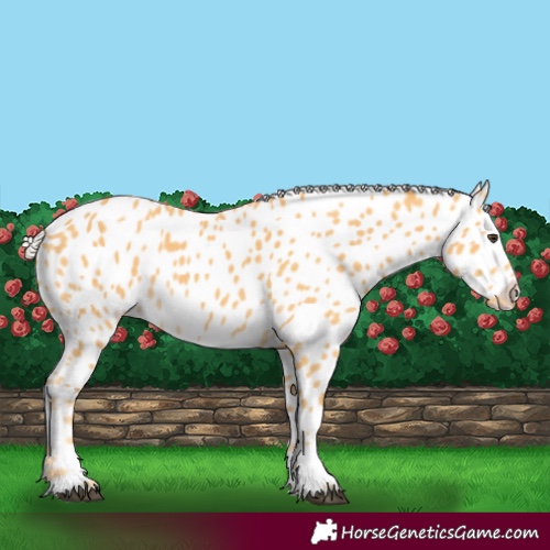 Horse Color:Palomino Near Leopard