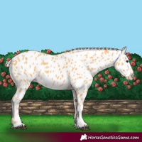 Horse Color:Palomino Near Leopard 